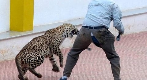 Video Shows Leopard Attacking Six People In A Bengaluru School Yesterday