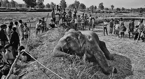 Striking Photographs From The Man-Elephant Conflict In India’s Coal Belt