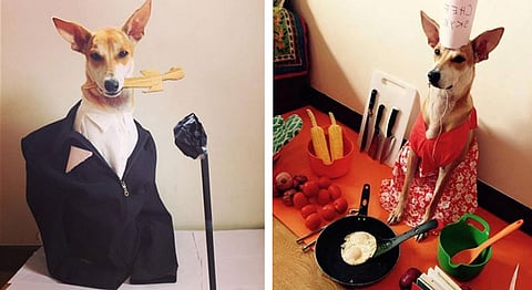 Meet Skye — India’s Cutest Instagram Stray Who Loves To Dress Up