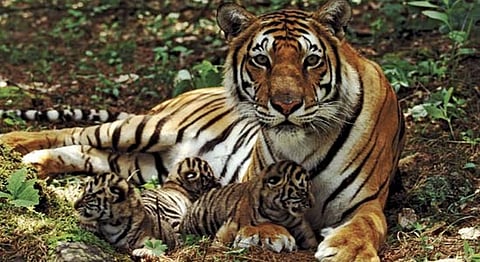 India Has Had More Cases Of Tiger Poaching This Year Than The Whole Of 2015