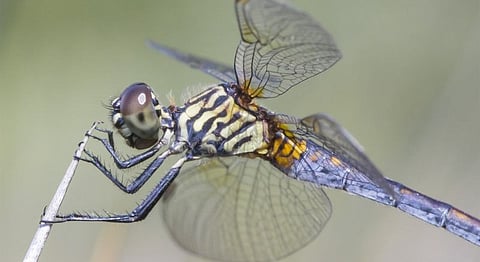 How One Astronomer Found Dwarf Galaxies By Observing Dragonflies