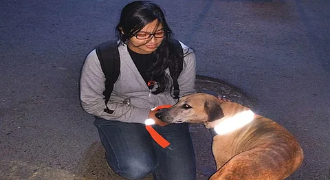 Chennai's 'Magic Collar' Initiative Will Save Stray Dogs & Cattle From Being Run Over