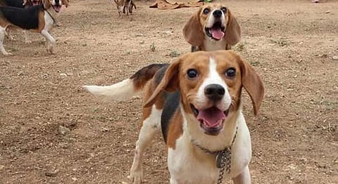 42 Beagles Just Rescued From Animal Testing Lab In Bangalore, And They're Up For Adoption!