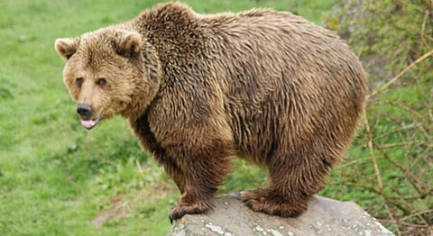 Himalayan Brown Bears Sightings In Kargil For The First Time Since 1999