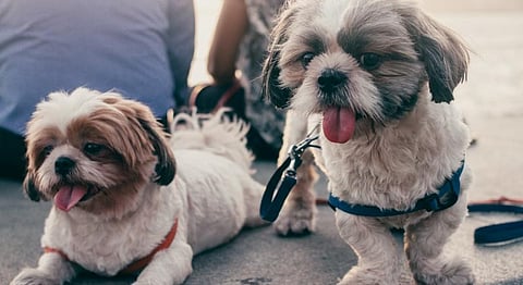 Portraits Of 8 More Mumbai Dogs And The Humans That Walk Them