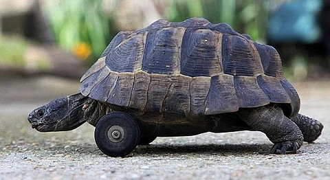Tortoise On Wheels: How A Chennai Zoo Tortoise Became The Fastest Tortoise Alive
