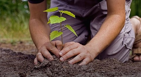 Maharashtra Govt To Plant Over 3 Crore Saplings Across State Starting 1st July 