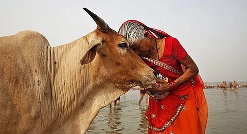 Haryana Just Issued A 24/7 Helpline For Cows And This Is Only The First Step