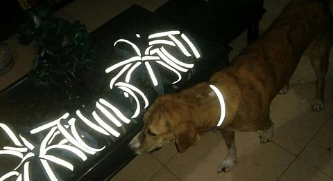 Pune Fashion Designer Creates Reflective Dog Collars That Cost Just Rs. 35