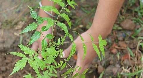 Uttar Pradesh Citizens Plant 50 Million Trees In A Day, Almost Break Guinness World Record