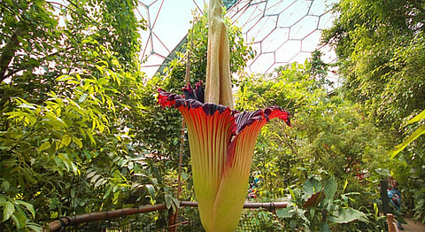 World's Largest And Smelliest Flower Just Bloomed In Kerala After 9 Years