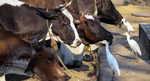 1900 People Sign Up To Become Cow Protectors In Maharashtra To Help Govt. Implement Beef Ban