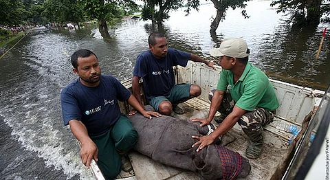 How You Can Help Save Assam's Rhinoceros From Wherever You Are
