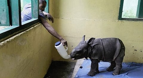 When Assam School Kids Gave Up Their Midday Meal To Feed 8 Orphaned Baby Rhinos