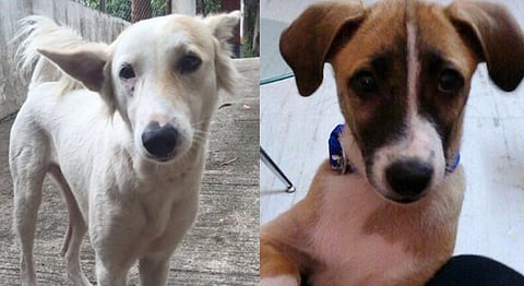 Are These The Cutest Indian Dogs Alive? PETA's Contest Is Down To Its Top 10 & You Decide Who Wins
