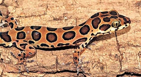 A New Lizard Species Has Been Discovered In Mumbai After 130 Years