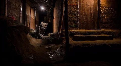 Mumbai Conservationist's Photo Of A Leopard In Aarey Milk Colony Wins Prestigious International Award From BBC