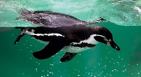 A Penguin Has Died In Byculla Zoo Just Three Months After Its Arrival