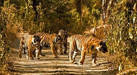 India Will Lose Half Its Wildlife By 2020 According To WWF Report