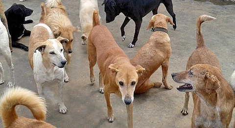 Kerala Is Rewarding Stray Dog Killers With Gold Coins