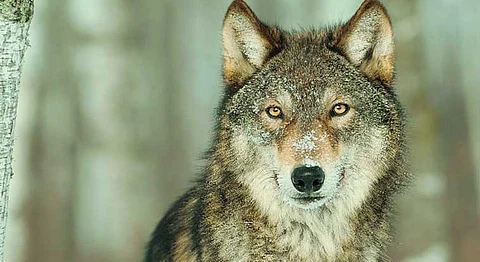 Extremely Rare Sighting Of Wolves In Maharashtra Thrills Environmentalists