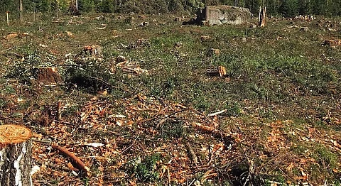 INR 43000 Is Now All It Takes To Wipe Out Wildlife In India Thanks To The Government's New 'Fine'