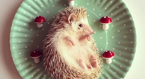 10 Animal Instagram Aww-Counts You NEED To Follow