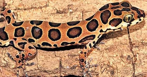 A New Lizard Species Has Been Discovered In Mumbai After 130 Years