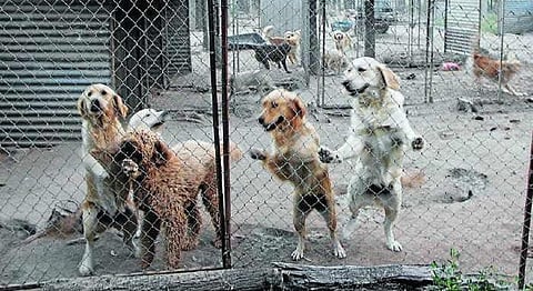 Indian Govt. Just Cracked Down On The Seedy Dog-Breeding Industry