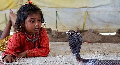 Visit The Indian Village Where Snakes Are Family