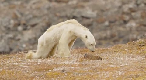 This Video Of A Starving Polar Bear Is Painful Proof That Climate Change Is Real