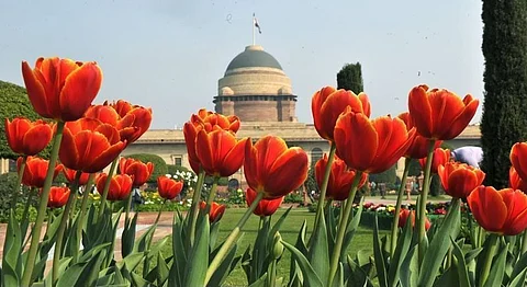 10,000 Tulips Take Over Rashtrapati Bhavan