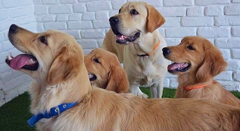 Take Your Dog For A Swim And Dinner Date At This Gurgaon Cafe