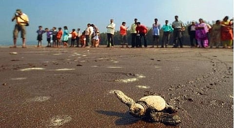 A Unique Maharashtrian Festival Is Trying To Save Endangered Turtles