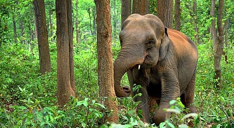 Elephant Conservation