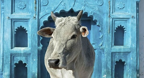 India’s Complicated History Of Gau Raksha - A Complete Timeline