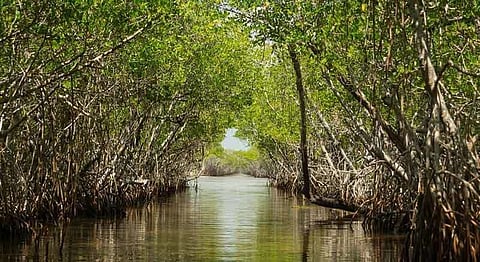 Mumbai’s Mangroves Are Being Saved By A Field Guide