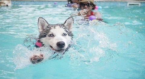 Take A Dip With Your Pets At These 7 Pools Around India