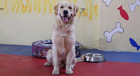 There’s A Doggy Daycare In Andheri Where You Can Play With Puppies