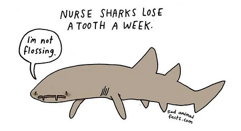 Slightly Depressing Illustrations Of Sad Animal Facts