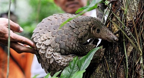 Is Traditional Chinese Medicine Killing Off India’s Endangered Species?
