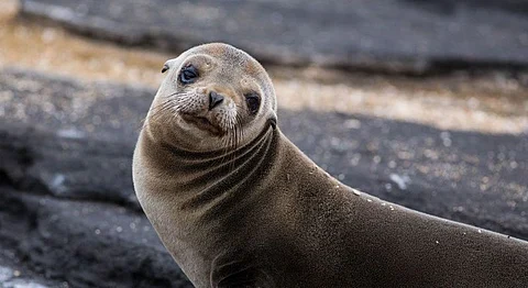 India Has Officially Banned The Import Of Seal Skin And Meat