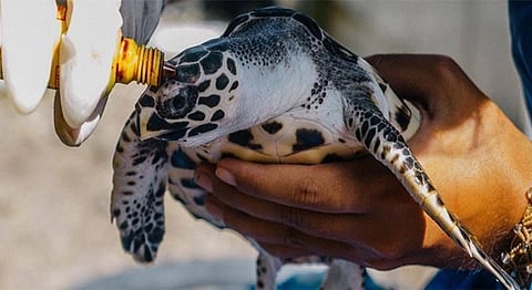 A turtle receiving aid at a wildlife conservation program