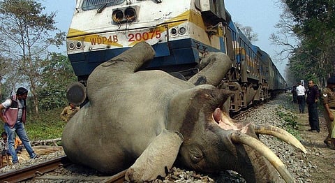 Maharashtra NGO Is Crowdsourcing Information About Animal Accidents