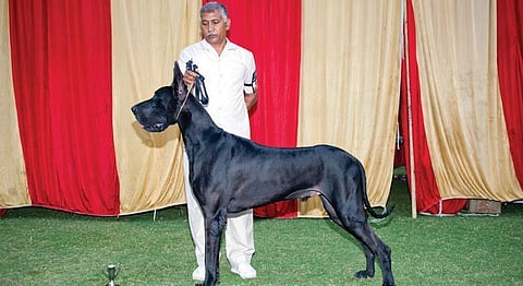 A Look At India's 100-Year-Old Dog Show Culture