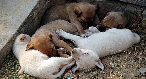 Help Build A New Animal Sanctuary And Sustainable Farm Near Mumbai