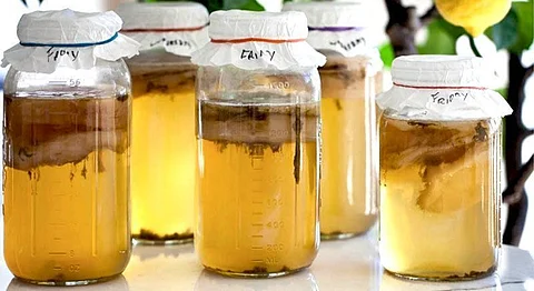 Decoding Kombucha - India’s Latest Superfood Obsession