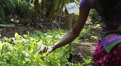 A Lesson In Permaculture At A Magical Forest In Goa
