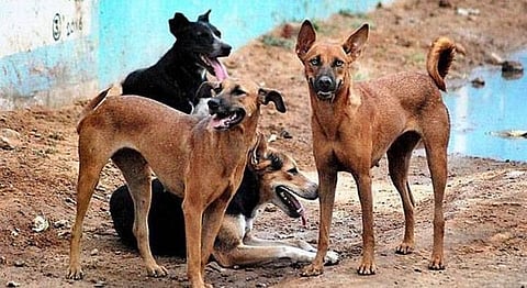 A 100-Year-Old Animal Hospital In Bangalore Is Being Shut Down