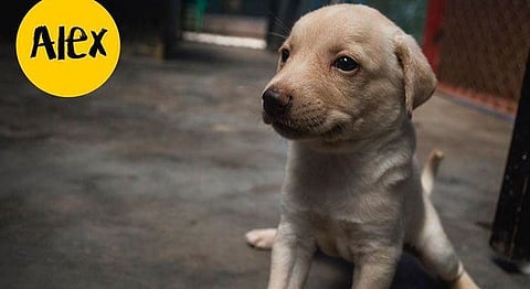 Pune, These 6 Adorable Pups Are Looking For A Forever Home